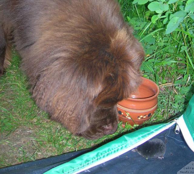 Фото: ньюфаундленд Do Sing With Deejay de L'Etoile de Cyrice