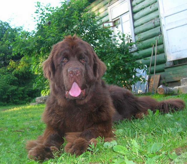 Фото: ньюфаундленд Do Sing With Deejay de L'Etoile de Cyrice