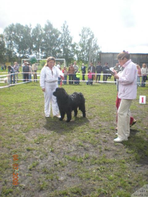 Фото: ньюфаундленд Gloddog Skarlett (Глоддог Скарлетт), Irina Pichkalyova (Ирина Пичкалёва)