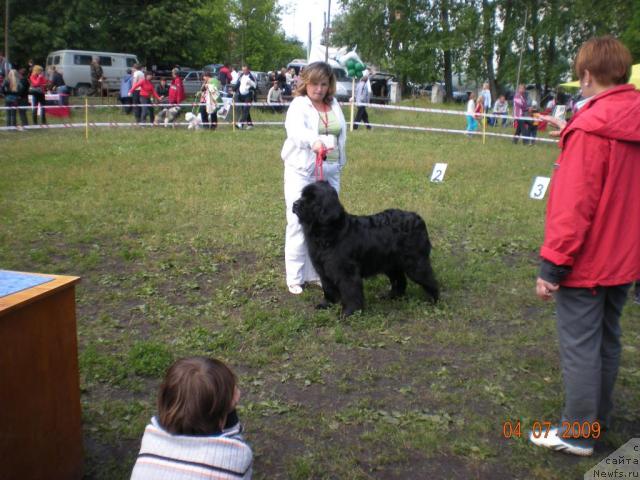 Фото: ньюфаундленд Gloddog Skarlett (Глоддог Скарлетт), Irina Pichkalyova (Ирина Пичкалёва)