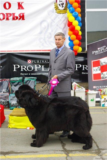 Фото: ньюфаундленд Chansi  iz  Medvejyego Yara (Чанси из Медвежьего Яра), ньюфаундленд Ego Vysochestvo ot Sibirskogo Medvedja (Его Высочество от Сибирского Медведя)