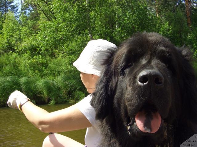 Фото: ньюфаундленд Lesnaya Skazka Lunnaya Sonata (Лесная Сказка Лунная Соната)
