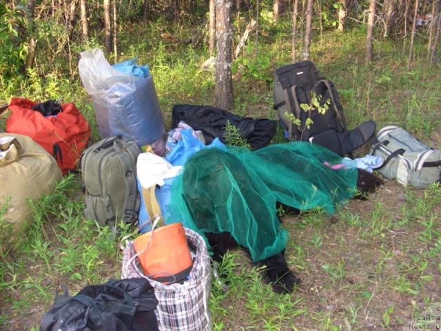 Фото: ньюфаундленд Akin Soul Sofiya (Акин Соул София)