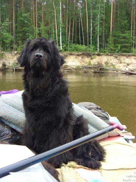 Фото: ньюфаундленд Lesnaya Skazka Lunnaya Sonata (Лесная Сказка Лунная Соната)