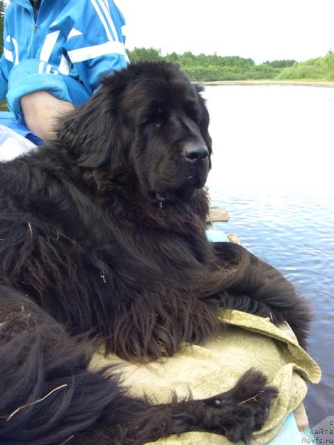 Фото: ньюфаундленд Lesnaya Skazka Lunnaya Sonata (Лесная Сказка Лунная Соната)