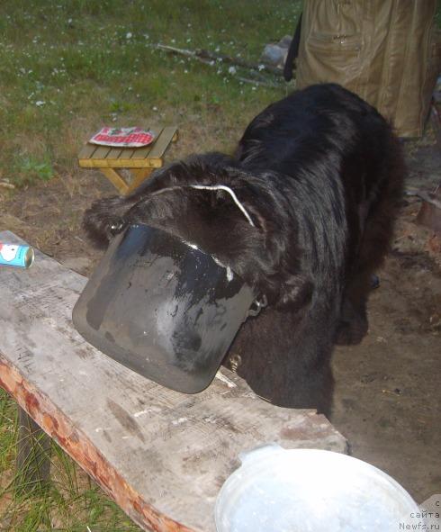 Фото: ньюфаундленд Akin Soul Sofiya (Акин Соул София)