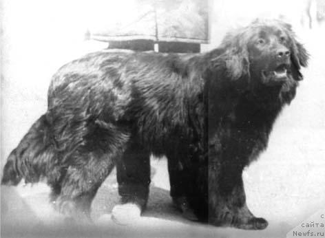 Фото: ньюфаундленд Nonchelesta Payana SHer (Нончелеста Паяна Шер)