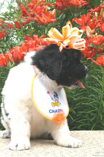 Фотография № 29653