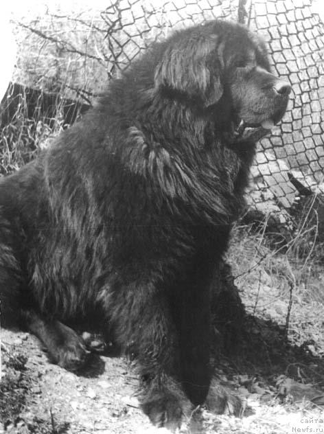 Фото: ньюфаундленд Fryensis CHar (Фрэнсис Чар)