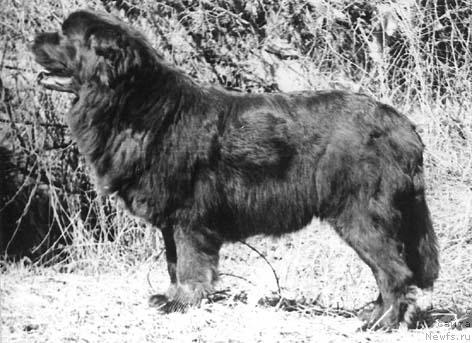 Фото: ньюфаундленд Echara Bagir (Ечара Багир)