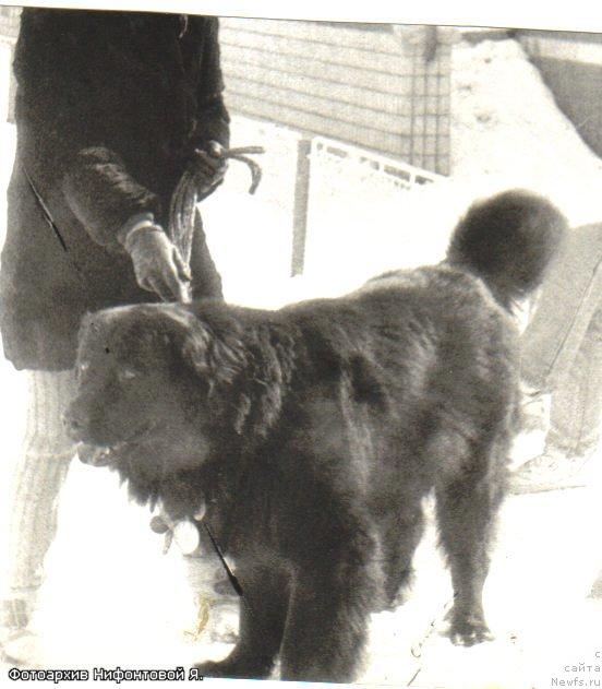 Фото: ньюфаундленд Irvin (Ирвин)