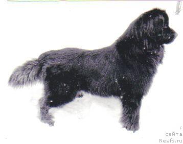 Фото: ньюфаундленд Vudi Plavuchiy Medved' (Вуди Плавучий Медведь)