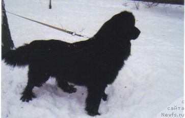 Фото: ньюфаундленд Vudi Plavuchiy Medved' (Вуди Плавучий Медведь)