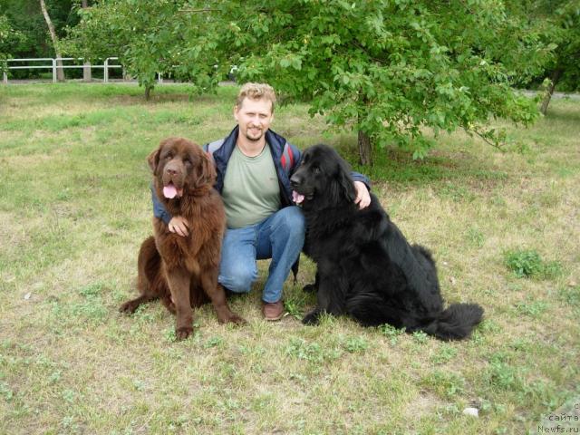 Фото: ньюфаундленд Konfuciy (Конфуций), Andrey Larin (Андрей Ларин), ньюфаундленд Lesnaya Skazka Raskrasavica (Лесная Сказка Раскрасавица)