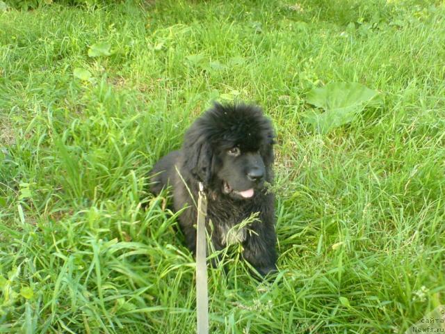 Фото: ньюфаундленд Flibust'er ot Sibirskogo Medvedya (Флибустьер от Сибирского Медведя)