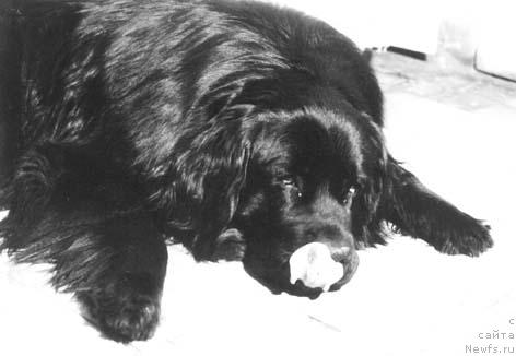 Фото: ньюфаундленд Ul'f Paj of Layf Seyver (Ульф Паж оф Лайф Сейвер)