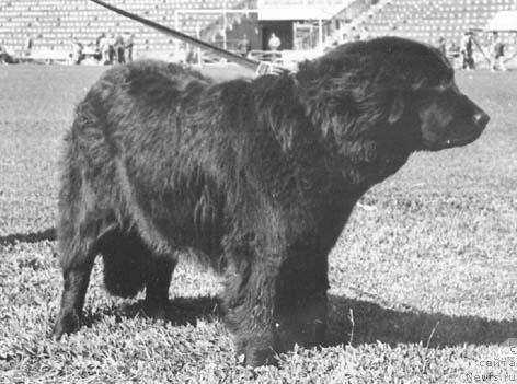 Фото: ньюфаундленд Zou Daniyella Djervik (Зоу Даниэлла Джервик)