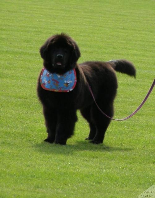 Фото: ньюфаундленд Fairweathers Rendition