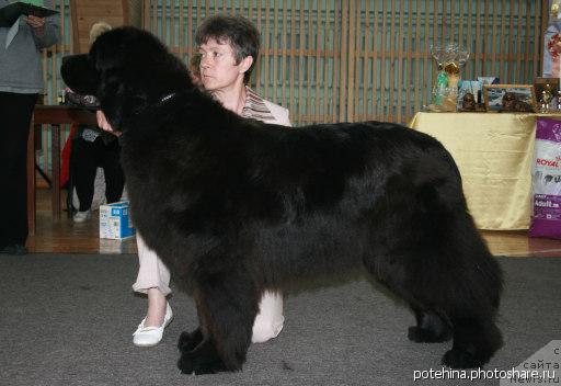 Фото: ньюфаундленд Admiration For All iz Medvejyego Yara (Адмирейшен Фор Ол из Медвежьего Яра)