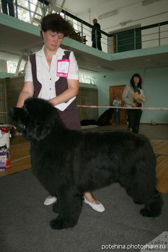 Фото: ньюфаундленд Empress Winner iz Medvejyego Yara (Емприсс Виннер из Медвежьего Яра)