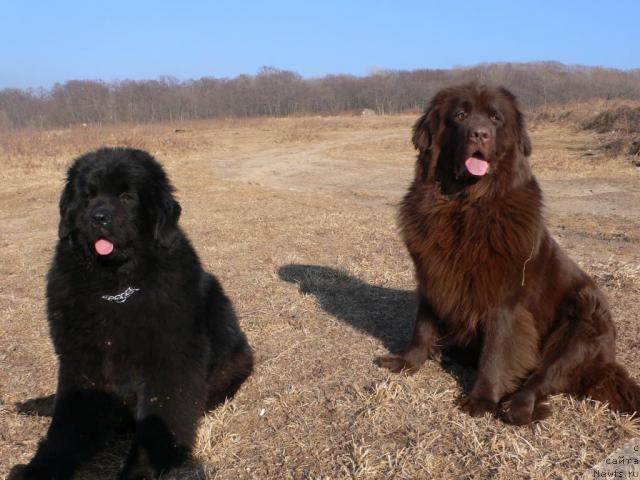 Фото: ньюфаундленд Super Premium Ameliya YEkshen (Супер Премиум Амелия Экшен), ньюфаундленд Arkadiya Vivat Arbona (Аркадия Виват Арбона)