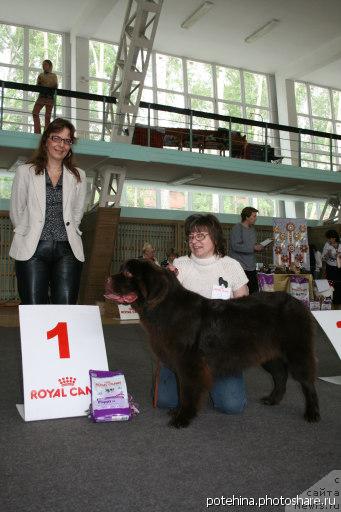 Фото: ньюфаундленд Tradiciya Uspeha ot Sibirskogo Medvedya (Традиция Успеха от Сибирского Медведя)