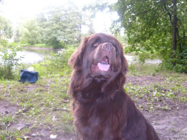 Фото: ньюфаундленд Fann'yuf Akudzyava Nazarovna (Фанньюф Акудзява Назаровна)