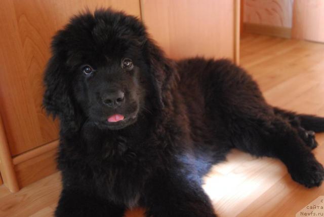 Фото: ньюфаундленд Formula Lyubvi ot Sibirskogo Medvedya (Формула Любви от Сибирского Медведя)