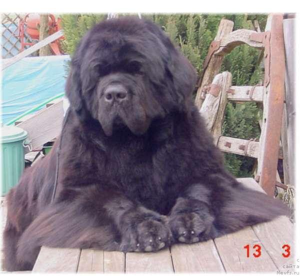 Фото: ньюфаундленд Cannon Bear's Questor