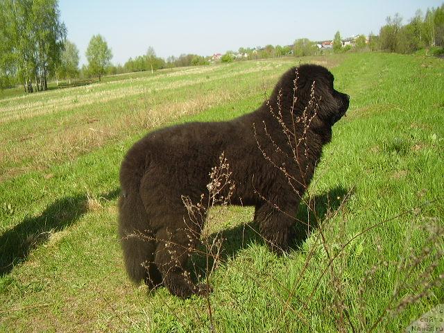 Фото: ньюфаундленд Toptyijka Spyaschaya Krasavica (Топтыжка Спящая Красавица)
