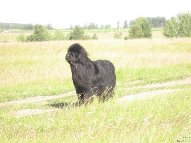 Фото: ньюфаундленд Dans Memori F'yudjan Rif (Данс Мемори Фьюджан Риф)