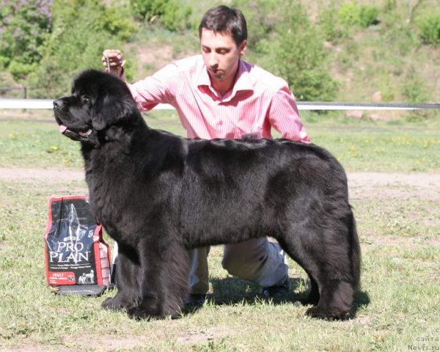 Фото: ньюфаундленд Skippers Only You for Smigar