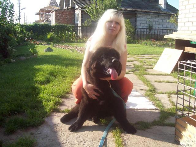 Фото: ньюфаундленд Londonskiy Dendi (Лондонский Денди), Anna Portnyakova (Анна Портнякова)