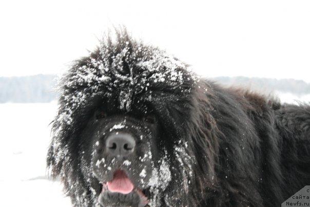 Фото: ньюфаундленд Smigar YEndi Djolli Dol'fin (Смигар Энди Джолли Дольфин)