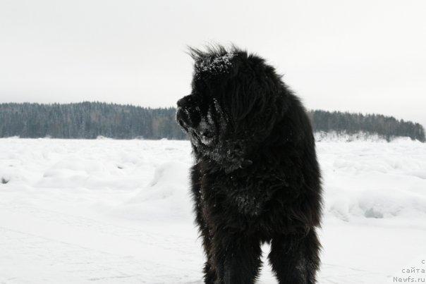 Фото: ньюфаундленд Smigar YEndi Djolli Dol'fin (Смигар Энди Джолли Дольфин)