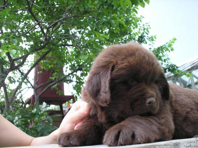 Фото: Щенок от [d4533] и [d7387]