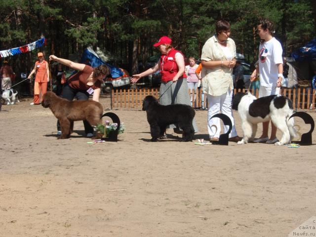 Фото: ньюфаундленд Komandor iz Medvej'ego YAra (Командор из Медвежьего Яра), ньюфаундленд Akvatoriya Kelvin Impressario (Акватория Келвин Импрессарио), ньюфаундленд Lord Luxemburg Ayular iz Tihogo Omuta (Лорд Люксембург Аюлар из Тихого Омута)