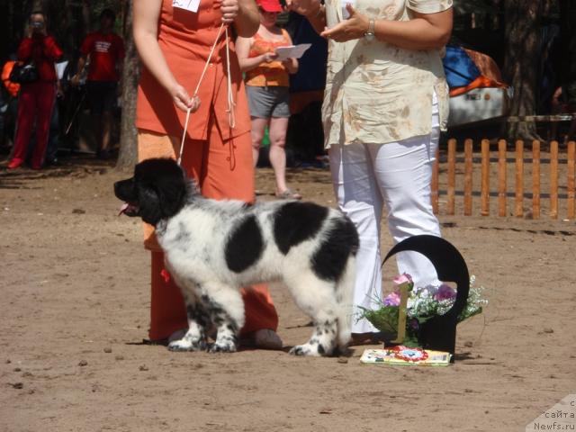 Фото: ньюфаундленд Kiper Soul Elizaveta (Кипер Соул Елизавета)