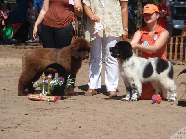 Фото: ньюфаундленд Komandor iz Medvej'ego YAra (Командор из Медвежьего Яра), Кипер Соул Елизавета