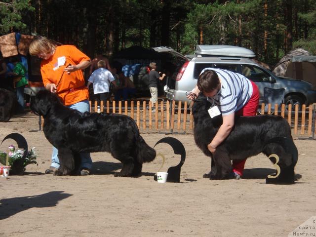 Фото: ньюфаундленд Super Bizon Antaliya (Супер Бизон Анталия), ньюфаундленд Veneciya iz Carstva Medvedey v Obush SHed (Венеция из Царства Медведей в Обуш Шед)