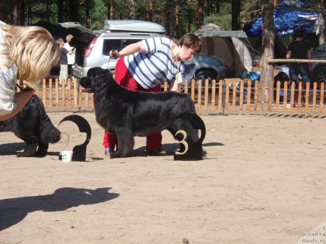 Фото: ньюфаундленд Veneciya iz Carstva Medvedey v Obush SHed (Венеция из Царства Медведей в Обуш Шед)
