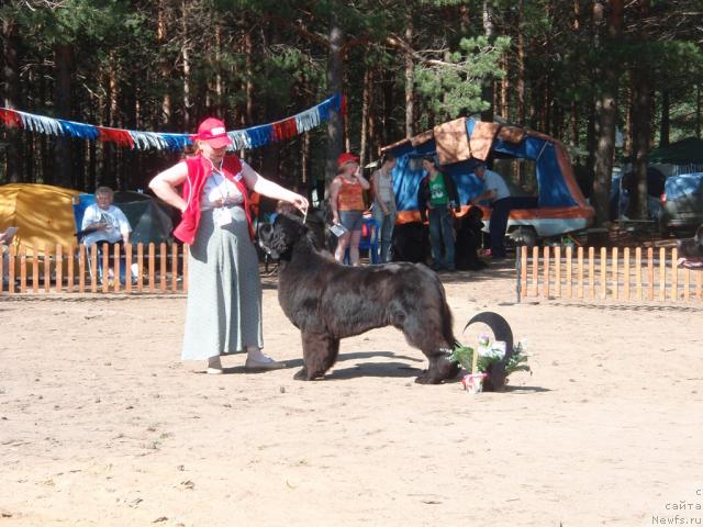 Фото: ньюфаундленд Akvatoriya Kelvin Zaskiya (Акватория Келвин Заския)
