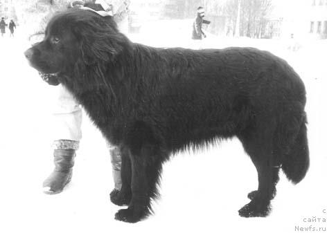 Фото: ньюфаундленд Tezer Baness Ugr (Тезер Банесс Угр)