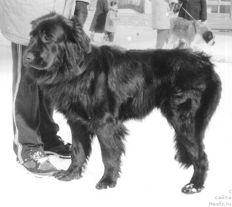 Фото: ньюфаундленд Nora Klemenc Muli (Нора Клеменц Мули)