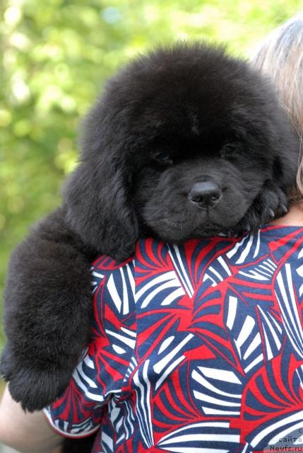 Фото: ньюфаундленд Sent Djons Sabina Mistical (Сент Джонс Сабина Мистикал)