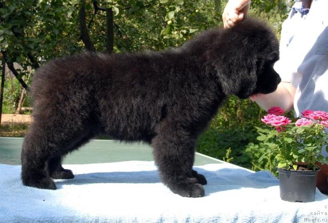 Фото: ньюфаундленд Sent Djons Sofia Dlia Kara Deniz (Сент Джонс София для Кара Дениз)