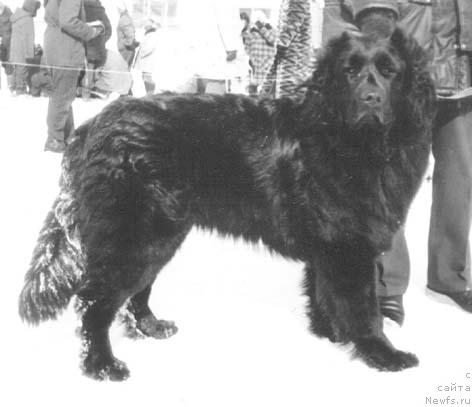 Фото: ньюфаундленд Teri Baness Ugr (Тери Банесс Угр)