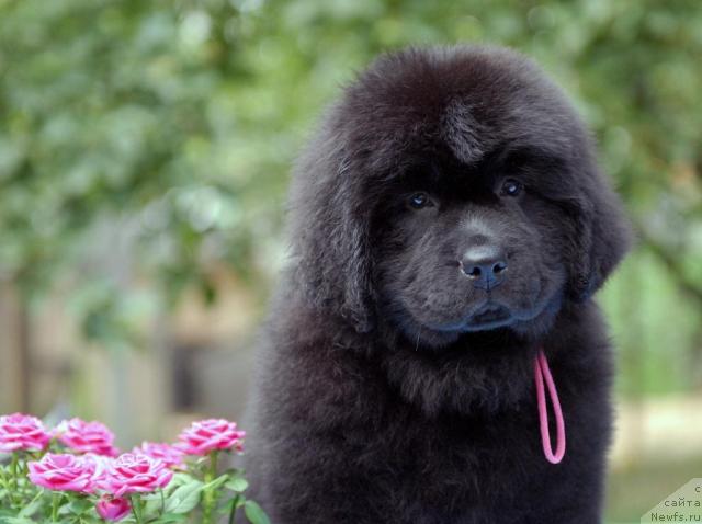 Фото: ньюфаундленд Sent Djons Sofia Dlia Kara Deniz (Сент Джонс София для Кара Дениз)