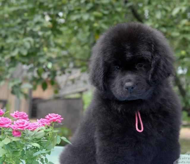 Фото: ньюфаундленд Sent Djons Sofia Dlia Kara Deniz (Сент Джонс София для Кара Дениз)