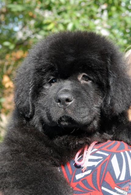 Фото: ньюфаундленд Sent Djons Sofia Dlia Kara Deniz (Сент Джонс София для Кара Дениз)